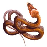 Чикчан (змея)